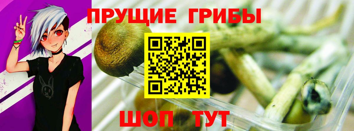Кропоткин  Галлюциногенные грибы Cubensis  Вход с VPN 